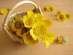 Öksürük Otu Faydaları Neler? Öksürük Otu Nasıl Kullanılır?